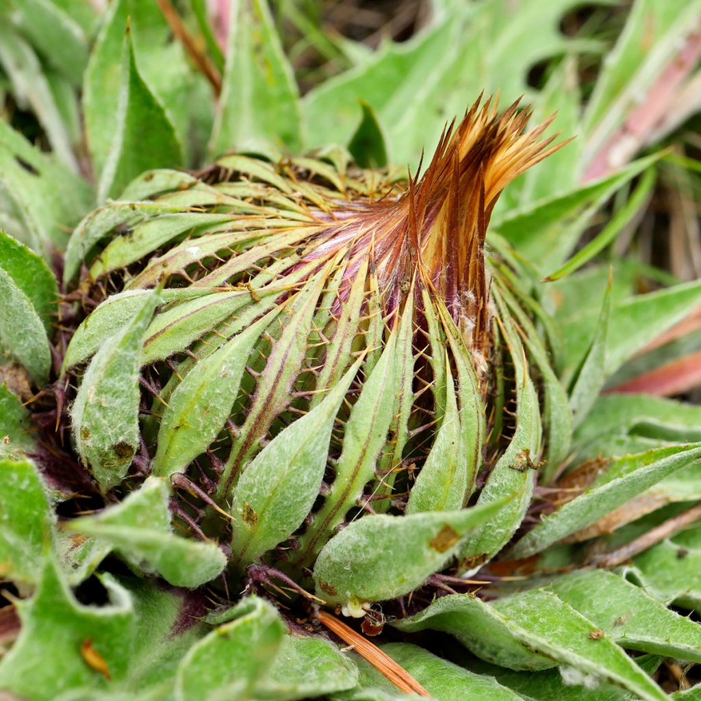 Carlina acanthifolia - Camaleón