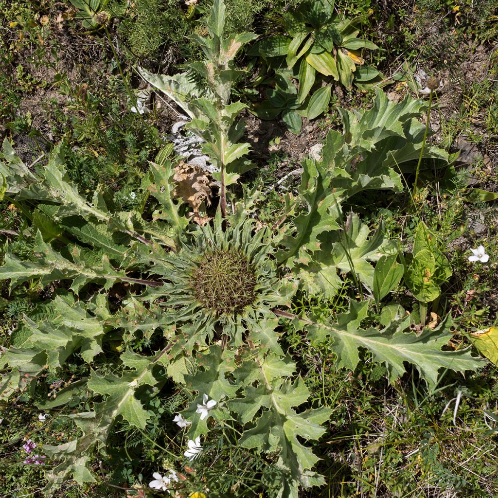 Carlina acanthifolia - Camaleón