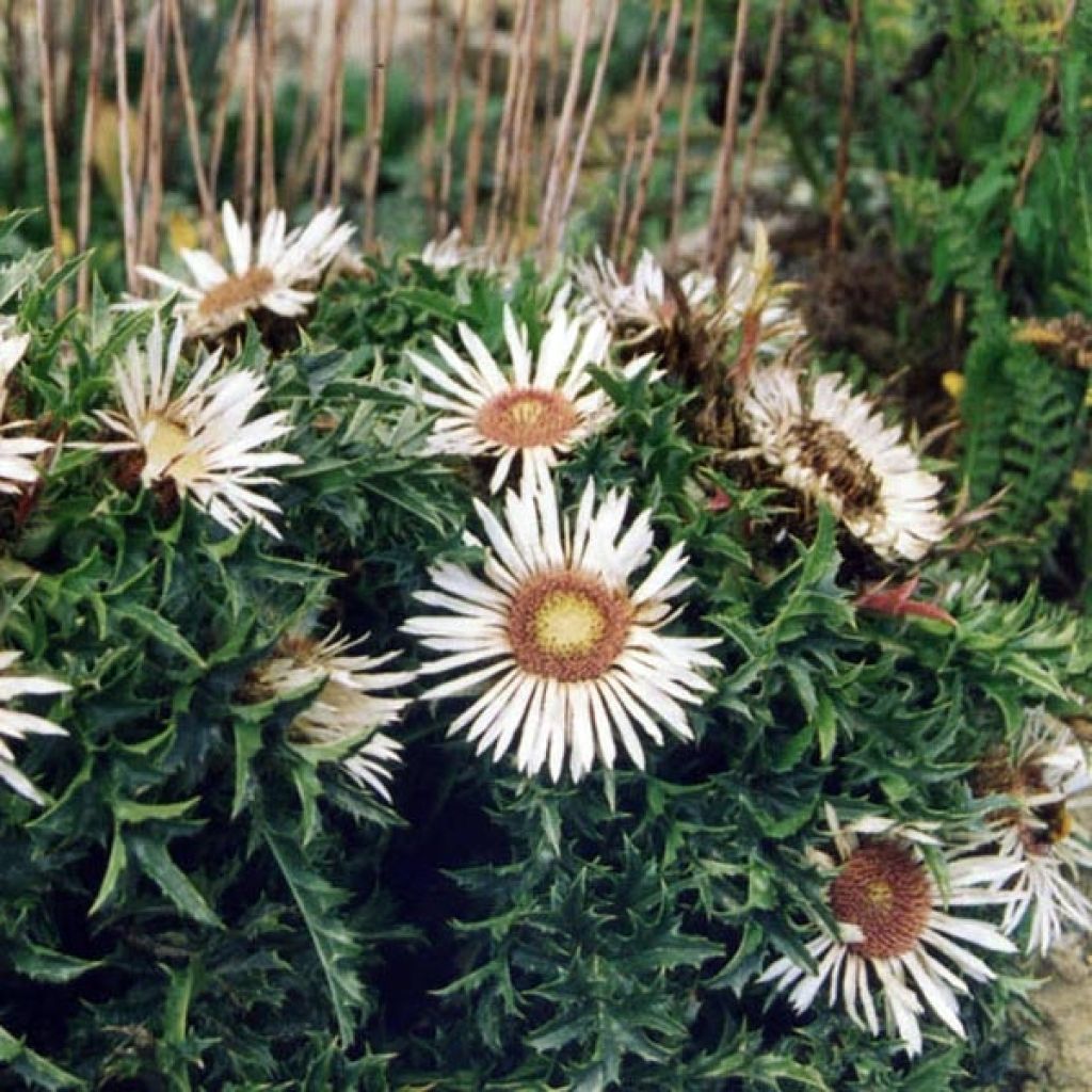 Carlina acaulis ssp. simplex - Carline à tige courte, des Alpes