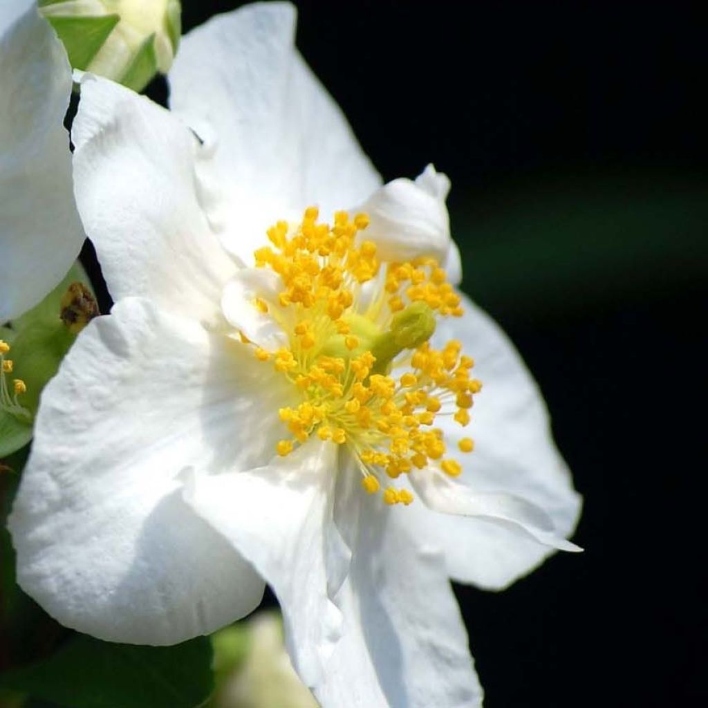 Carpenteria californica Bodnant