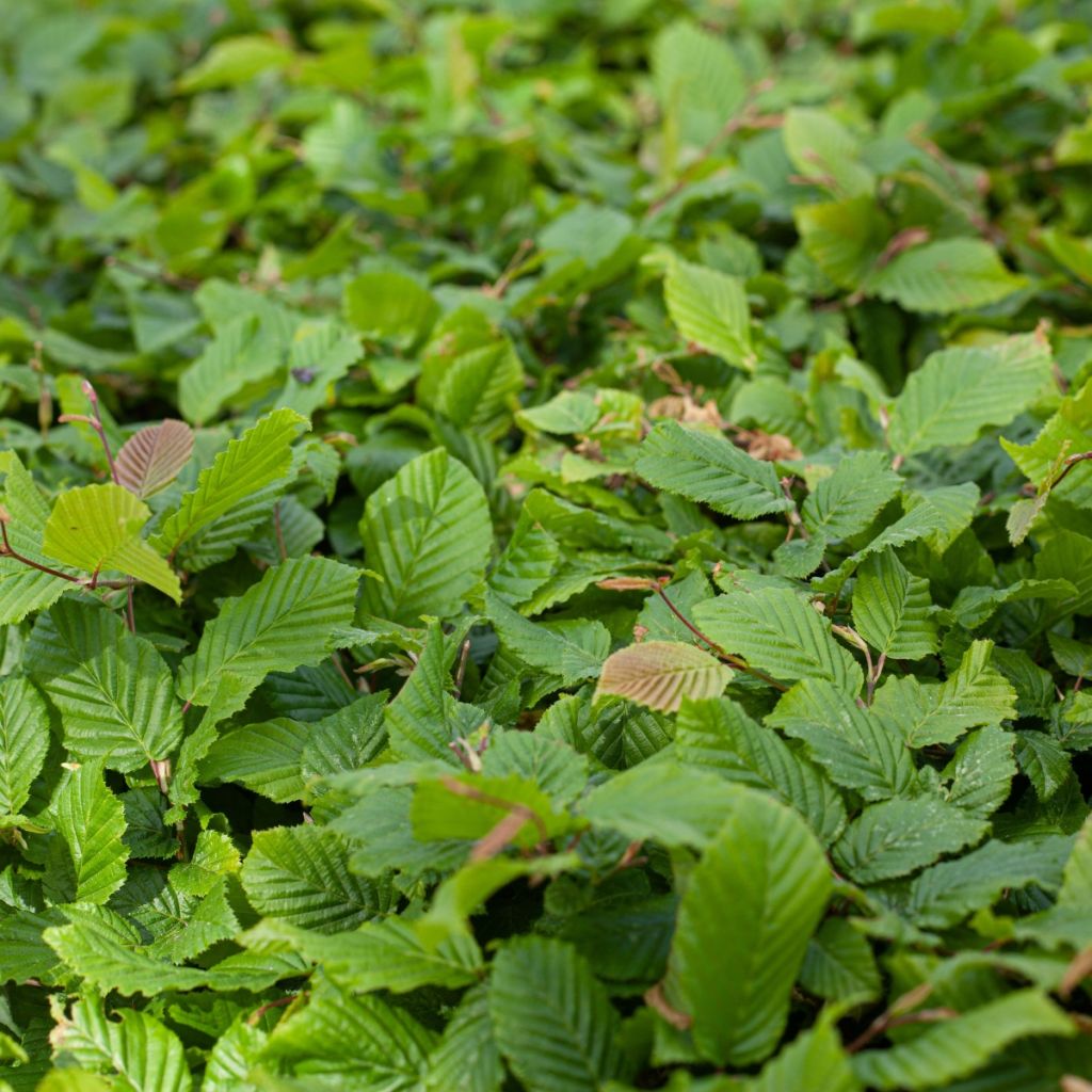 Carpe - Carpinus betulus