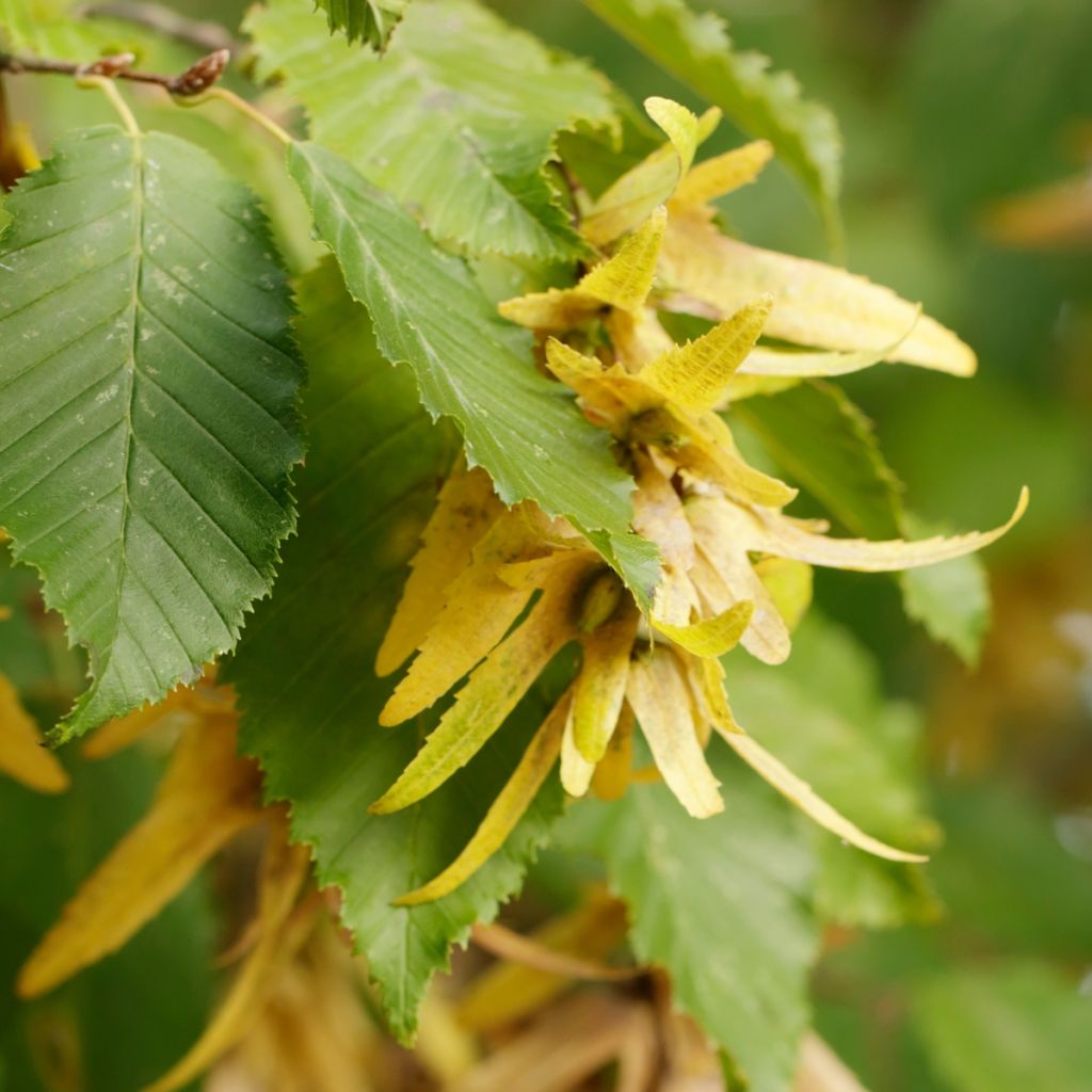 Carpe - Carpinus betulus