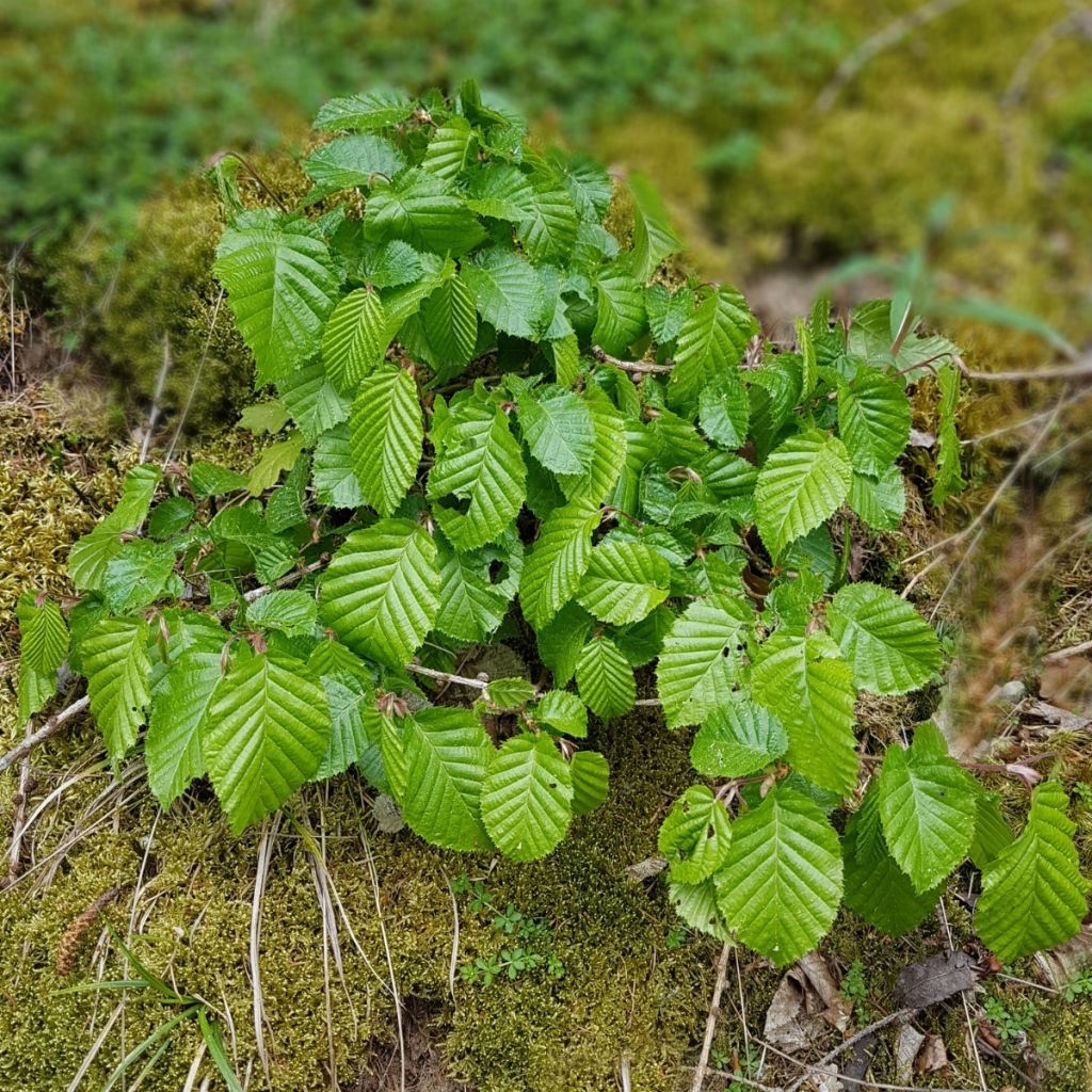 Carpe - Carpinus betulus