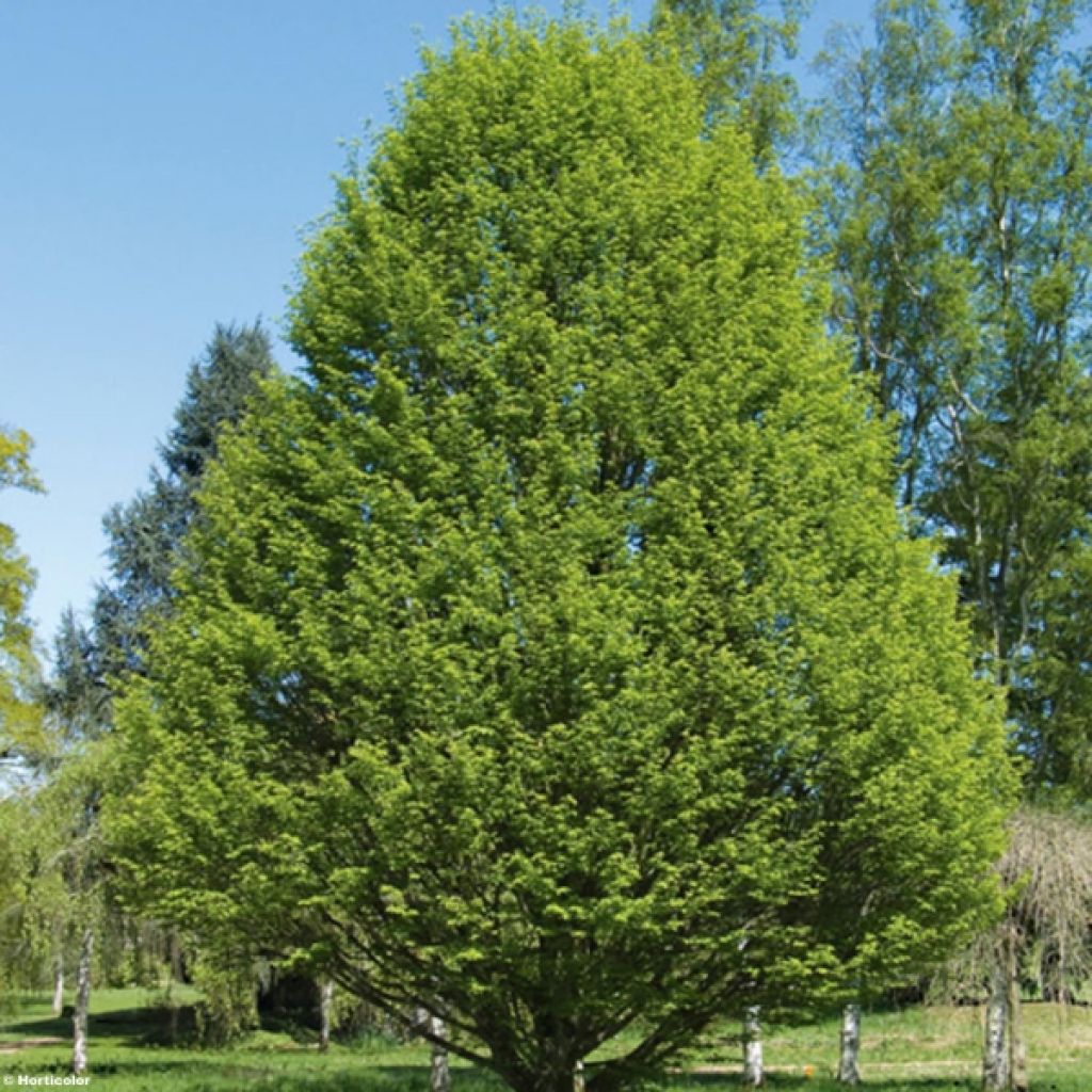 Carpinus betulus Fastigiata - Charme fastigié