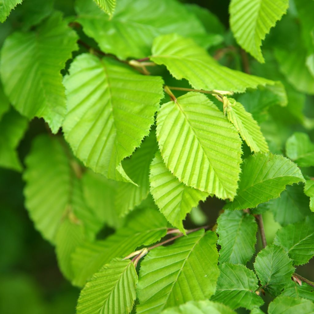 Carpe Fastigiata - Carpinus betulus