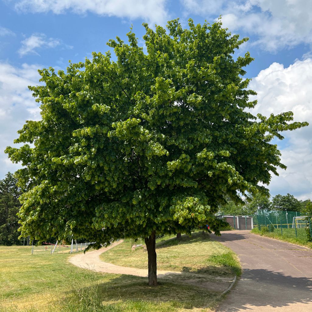 Carpe Fastigiata - Carpinus betulus