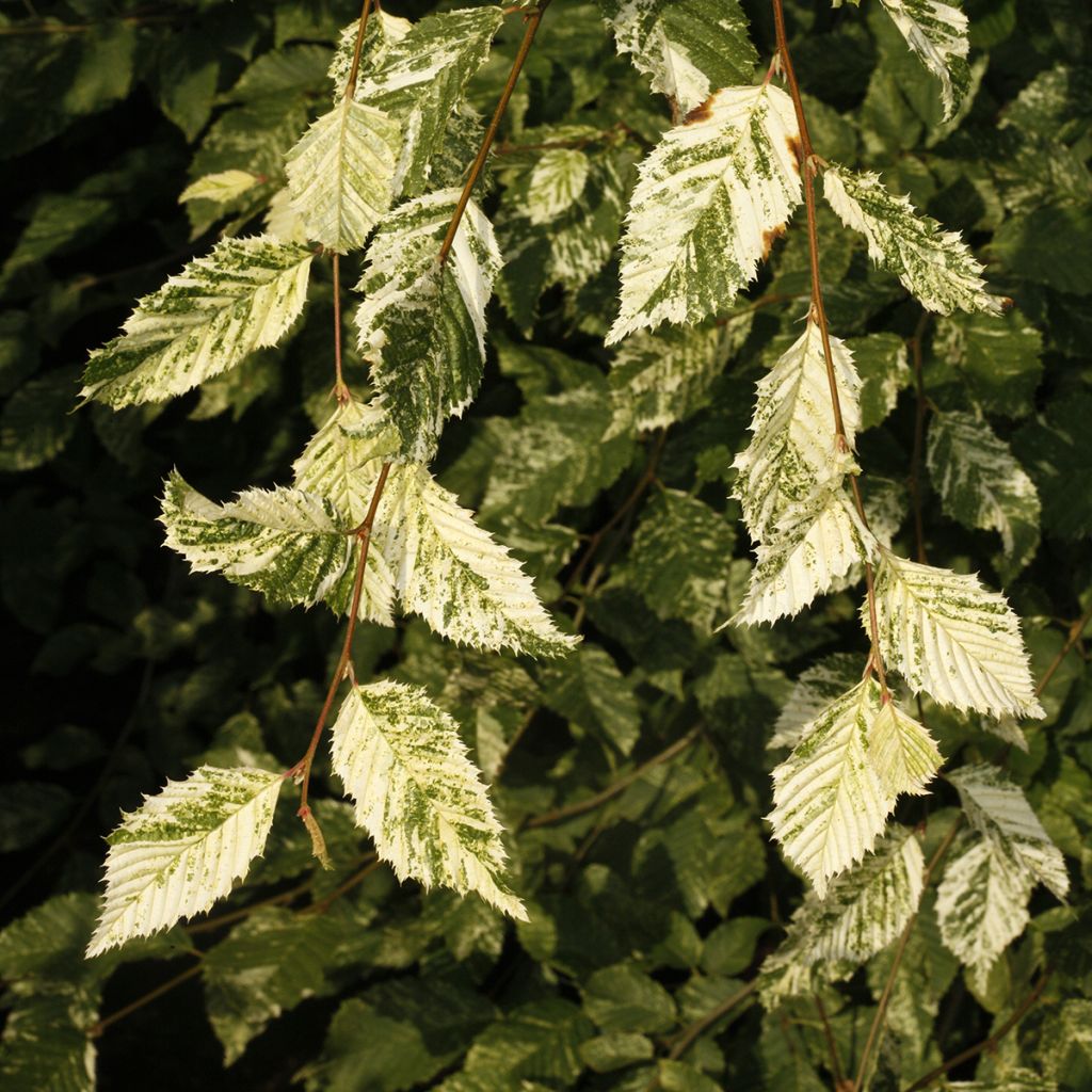 Carpe Foliis Argenteovariegatis Pendula - Carpinus betulus