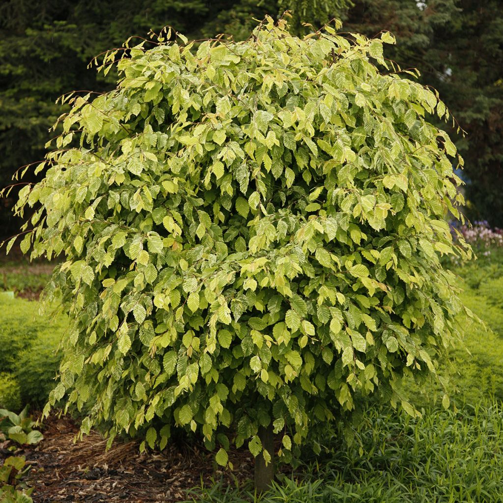 Carpe Foliis Argenteovariegatis Pendula - Carpinus betulus