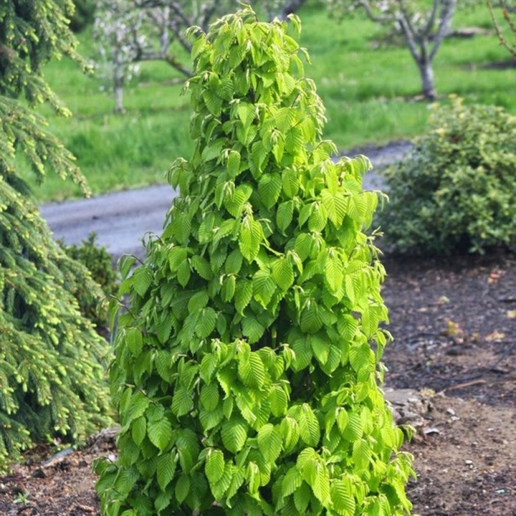 Carpe Monumentalis - Carpinus betulus