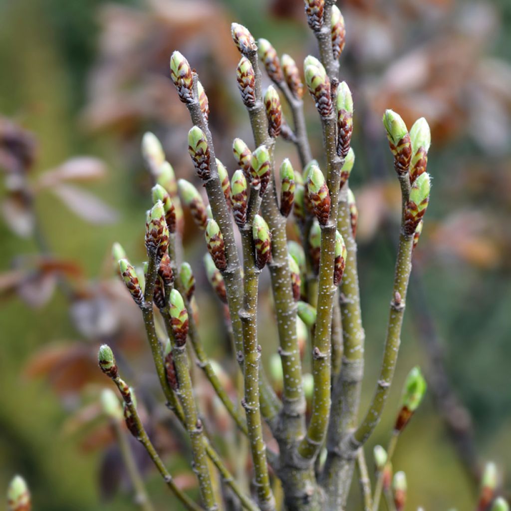 Carpe Monumentalis - Carpinus betulus