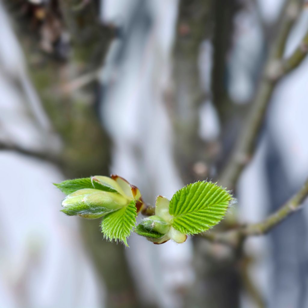 Carpe Monumentalis - Carpinus betulus