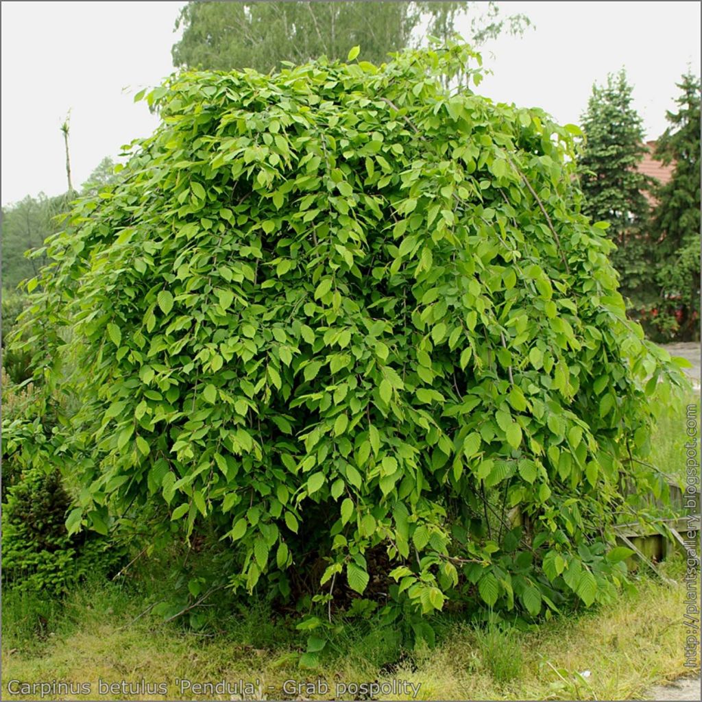 Carpinus betulus Pendula - Charme commun pleureur