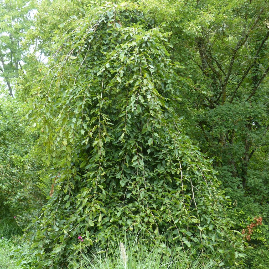 Carpe Pendula - Carpinus betulus