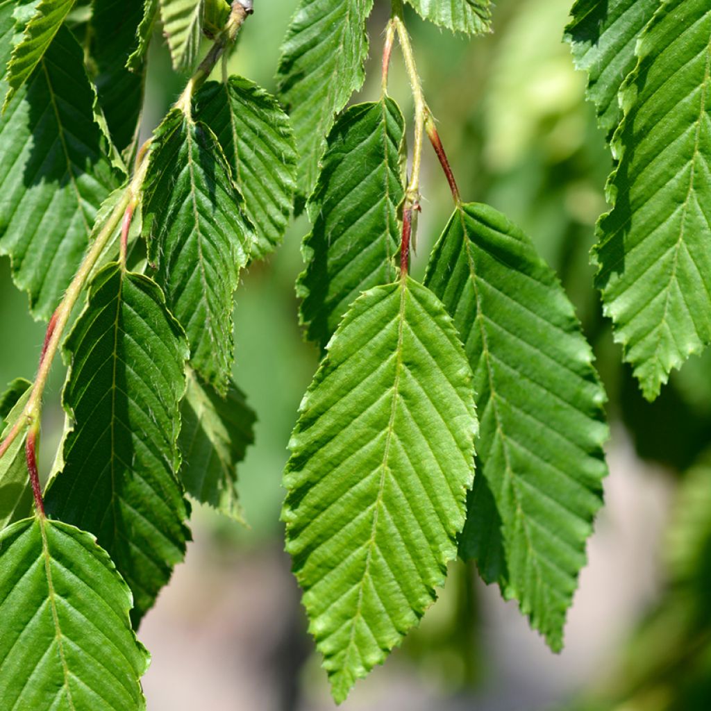 Carpe Pendula - Carpinus betulus