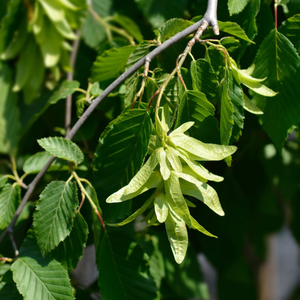 Carpe Pendula - Carpinus betulus