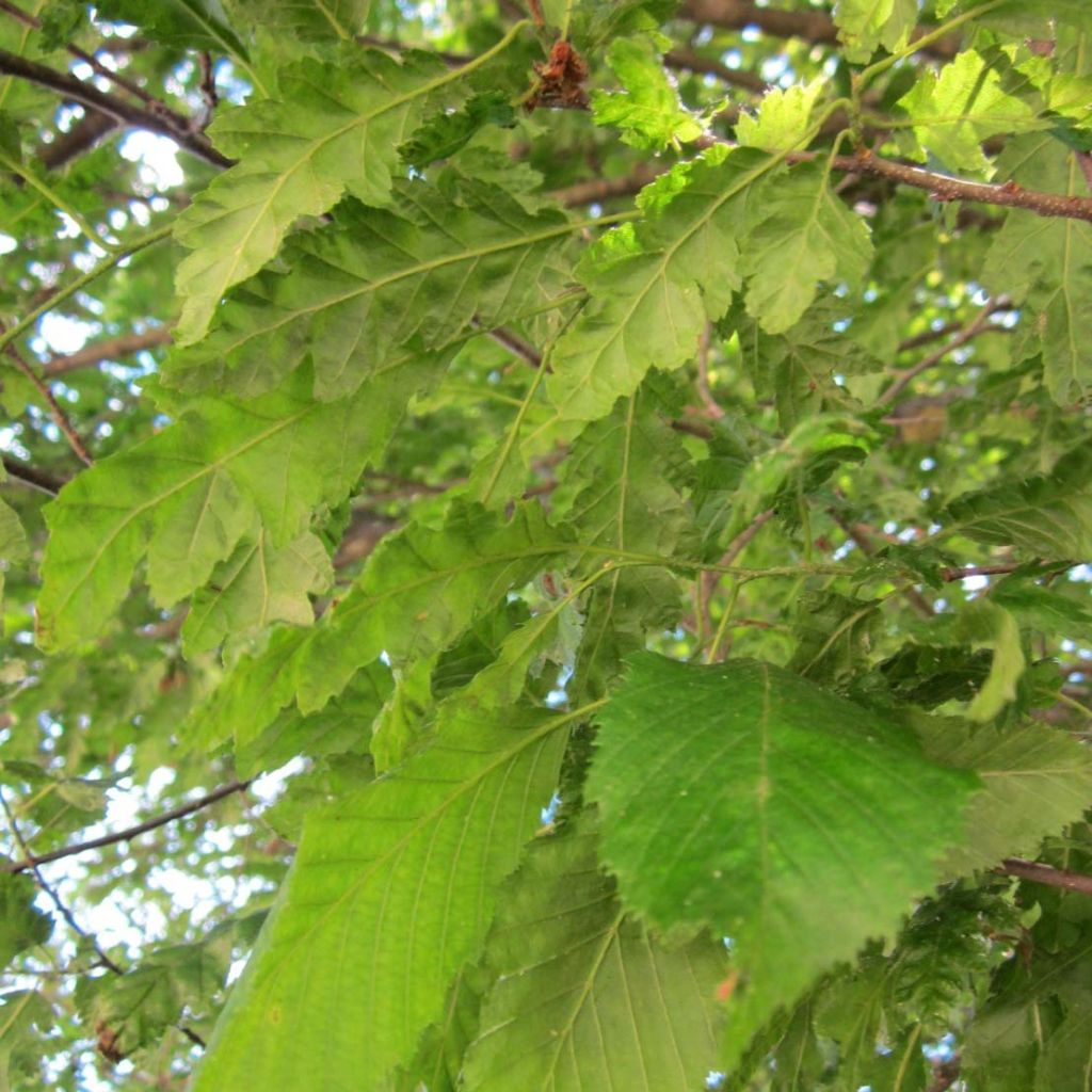 Carpe Quercifolia - Carpinus betulus