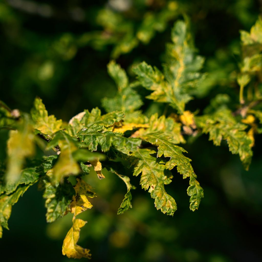 Carpe Quercifolia - Carpinus betulus