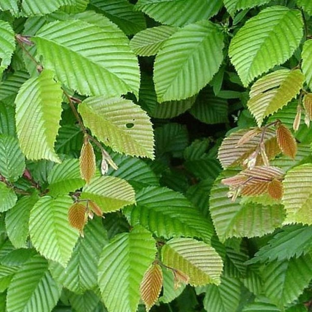 Carpe - Carpinus betulus