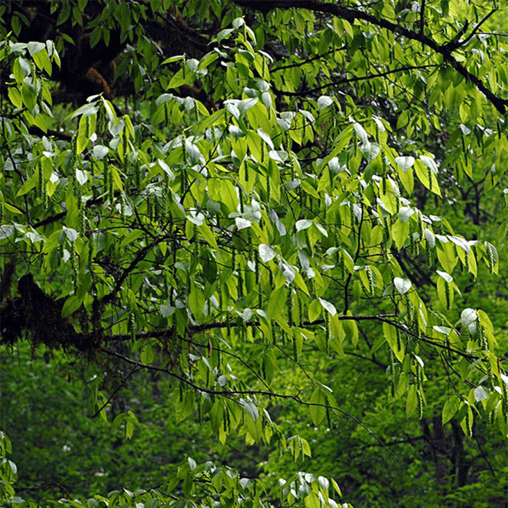 Carpinus fangiana - Carpe