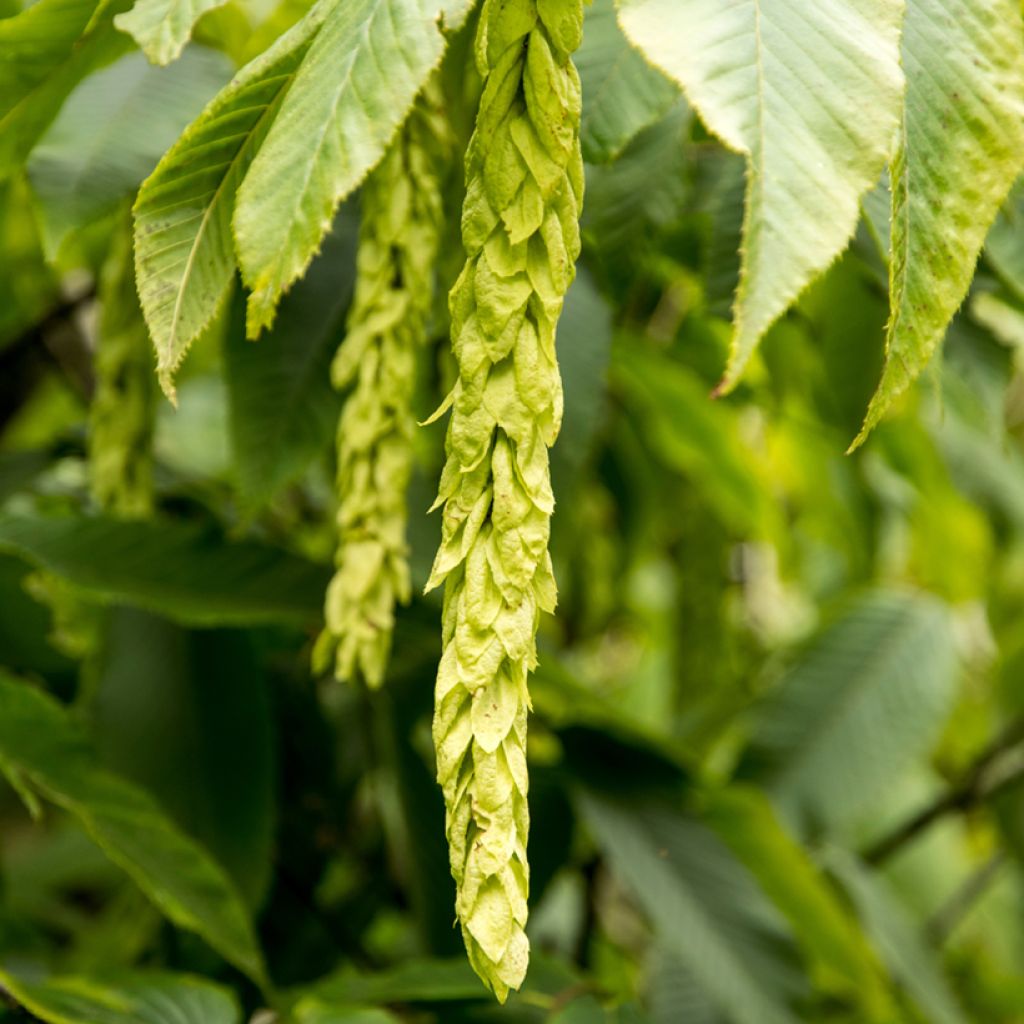 Carpinus fangiana - Carpe