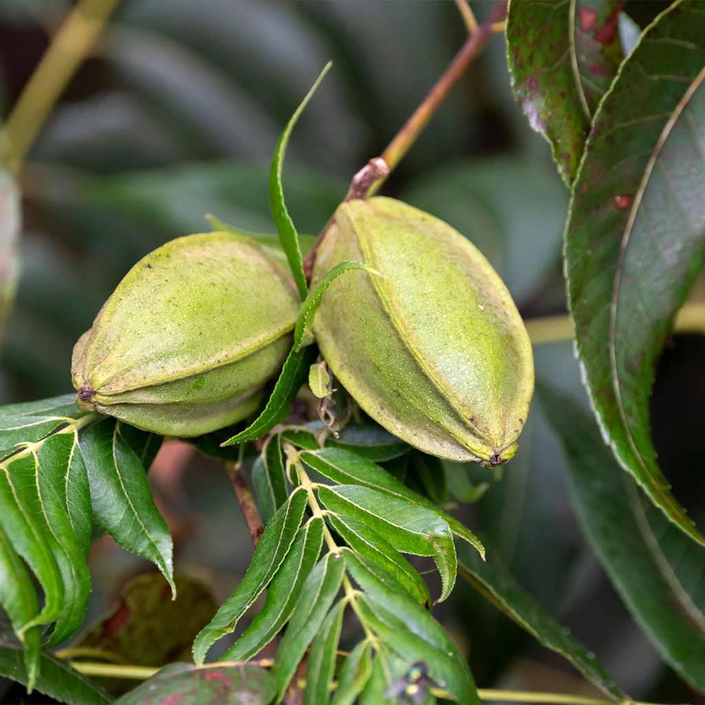 Carya illinoinensis Mohawk - Noix de Pécan - Pacanier