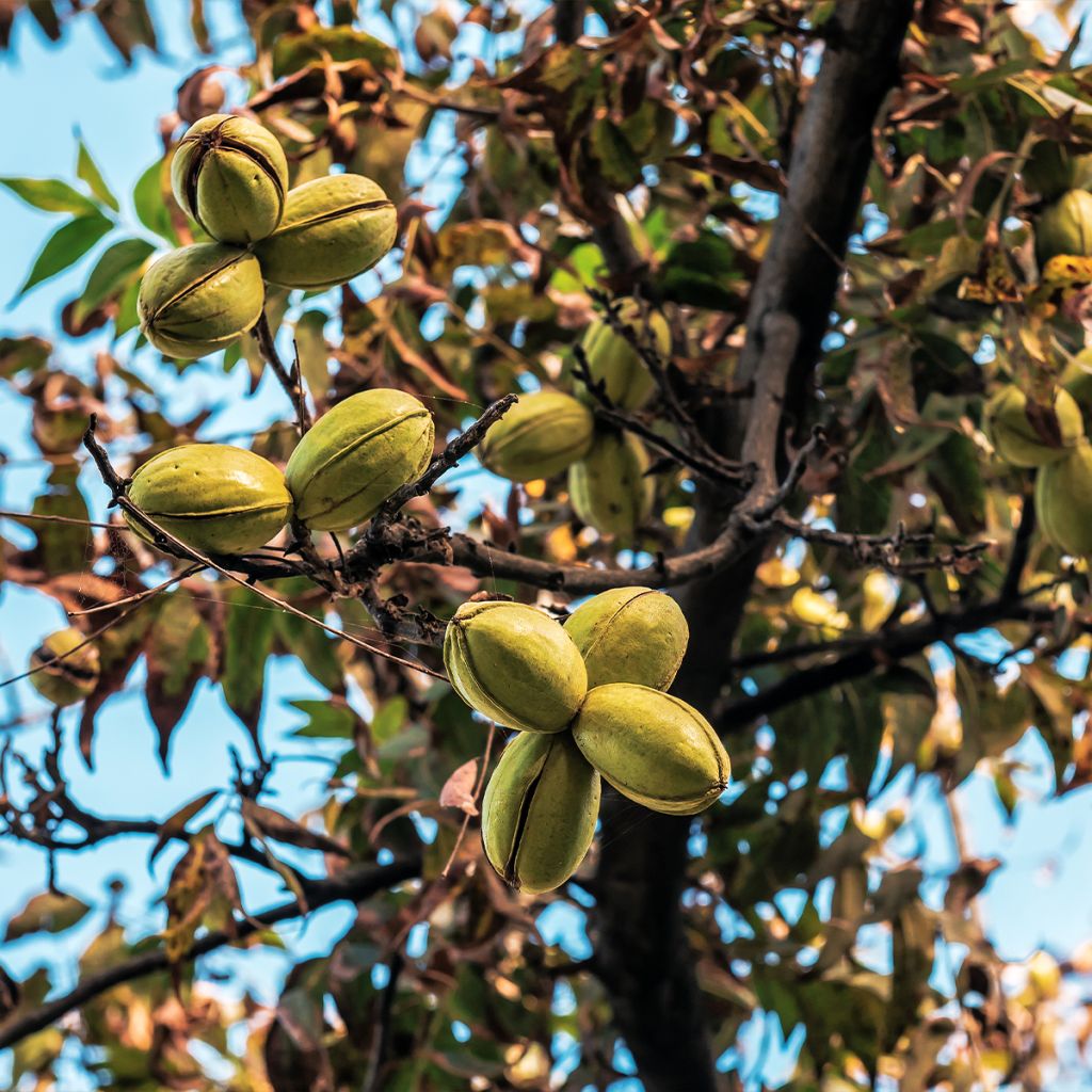 Carya illinoinensis Mohawk - Noix de Pécan - Pacanier