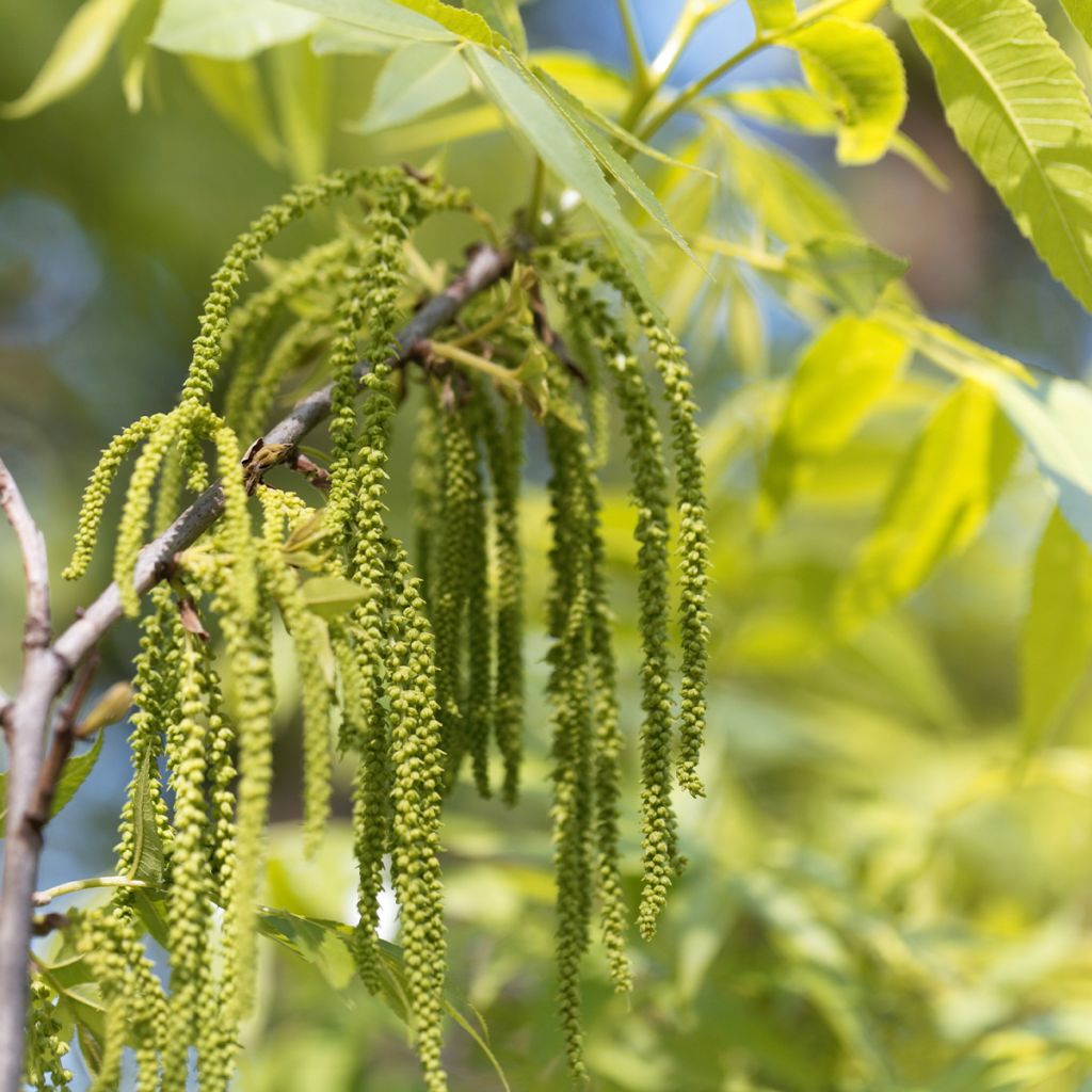 Carya illinoinensis Pawnee - Noix de Pécan - Pacanier