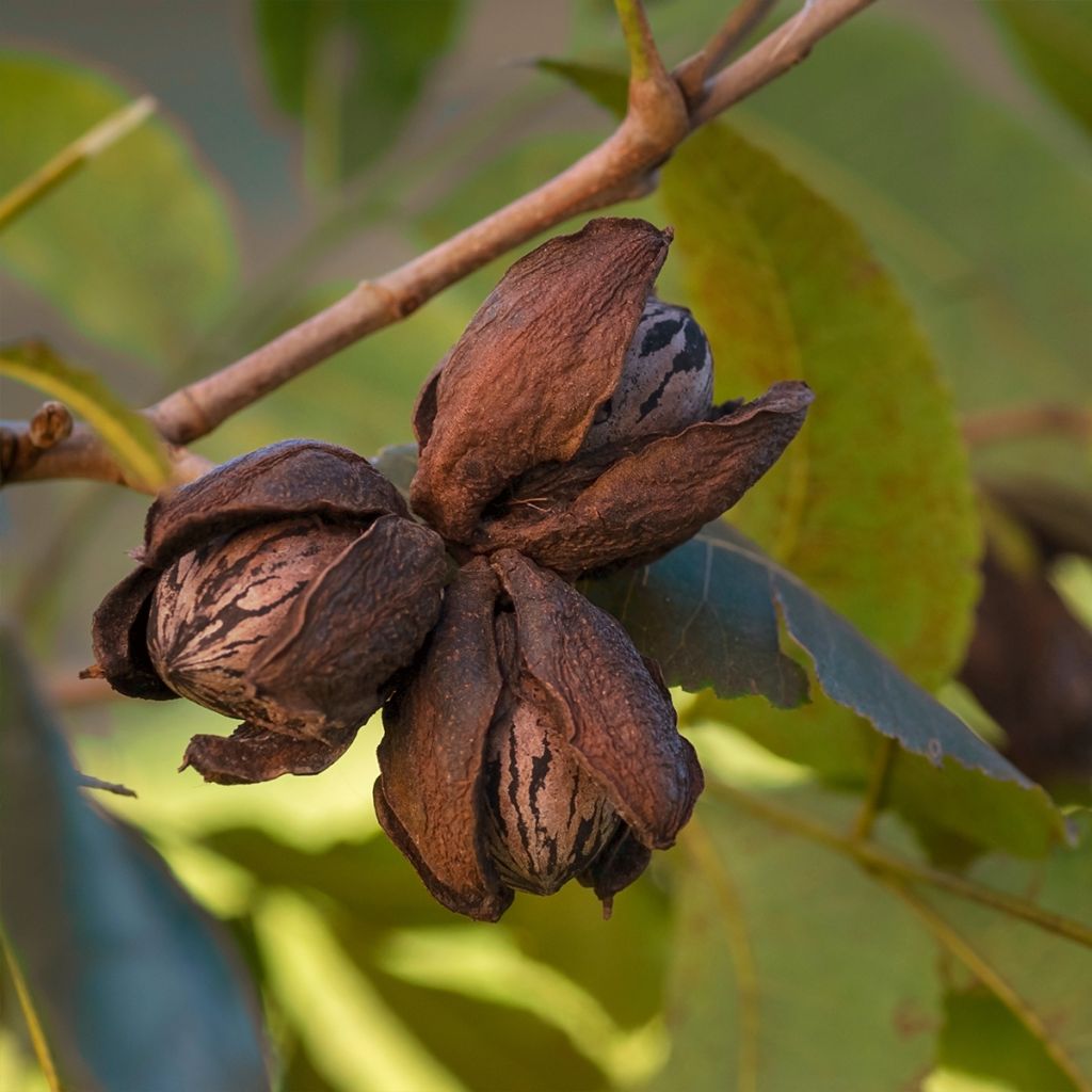 Carya illinoinensis Pawnee - Noix de Pécan - Pacanier