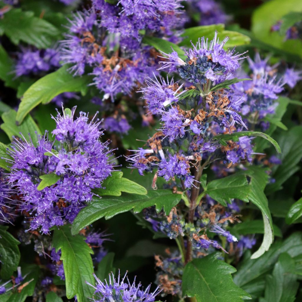 Caryopteris clandonensis Grand Bleu