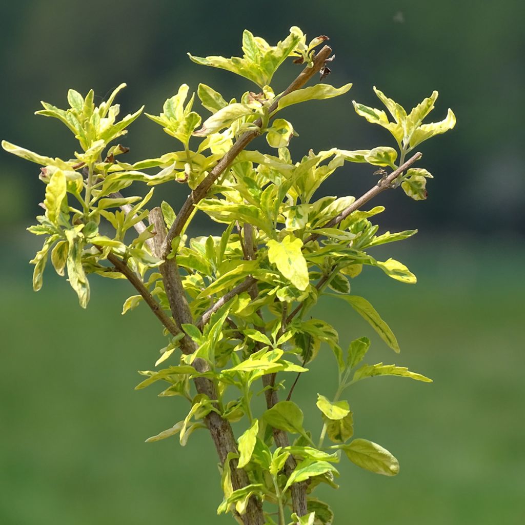 Caryopteris clandonensis Summer Sorbet