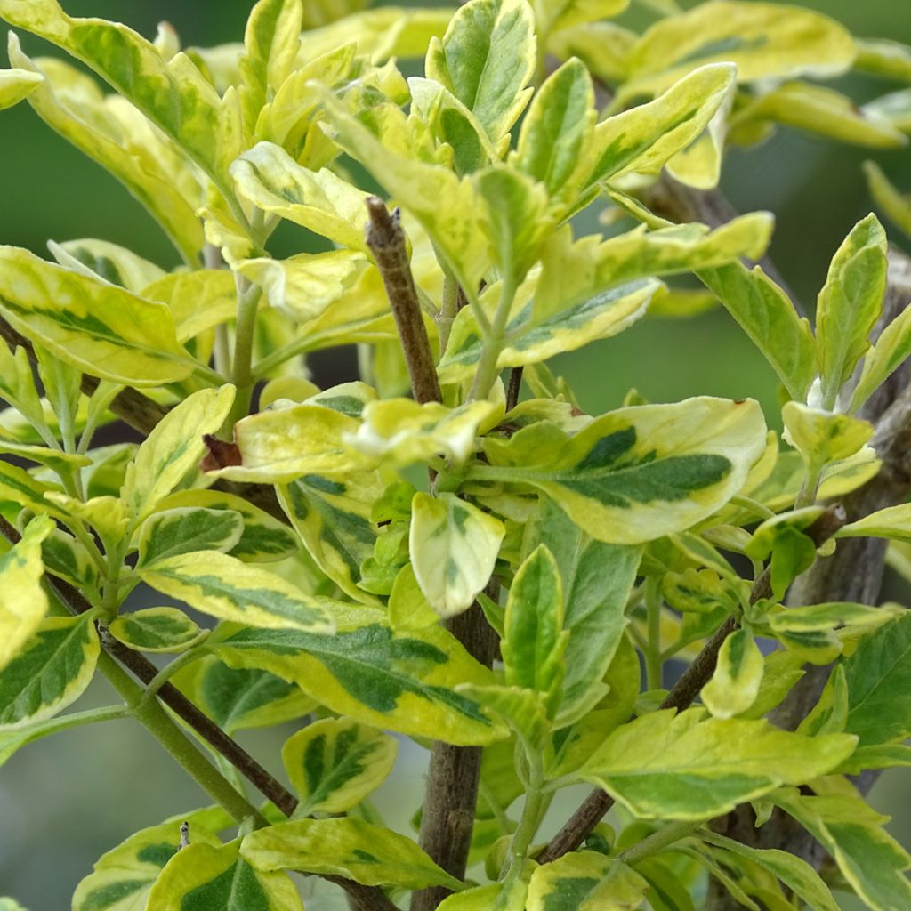 Caryopteris clandonensis Summer Sorbet