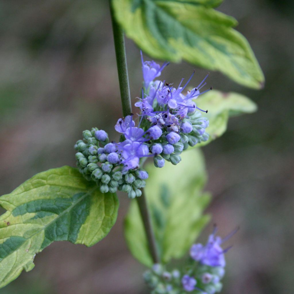 Caryopteris clandonensis Summer Sorbet