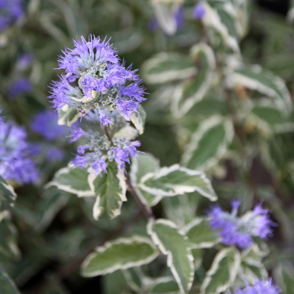 Caryopteris clandonensis White Surprise