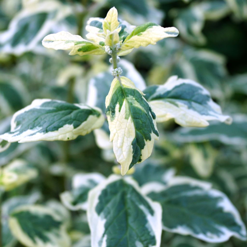 Caryopteris clandonensis White Surprise