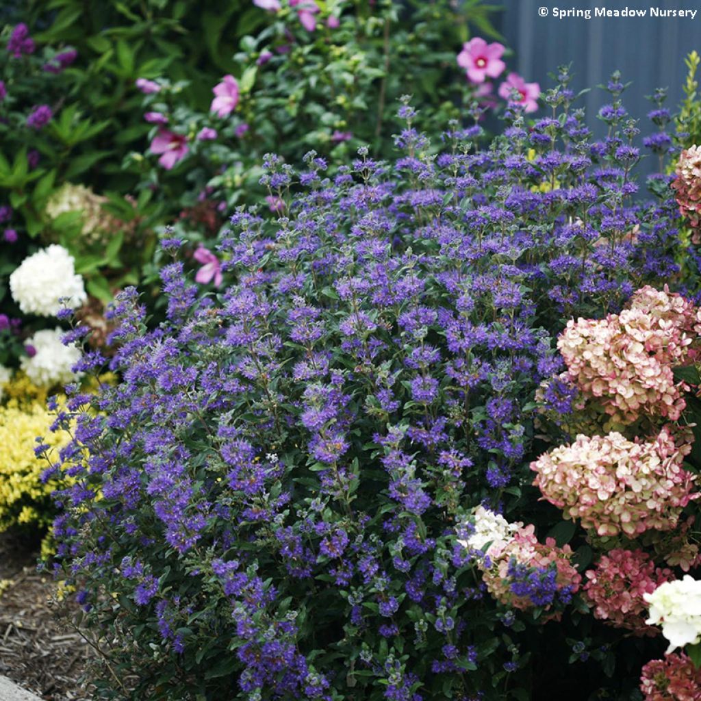 Caryopteris clandonensis Beyond Midnight