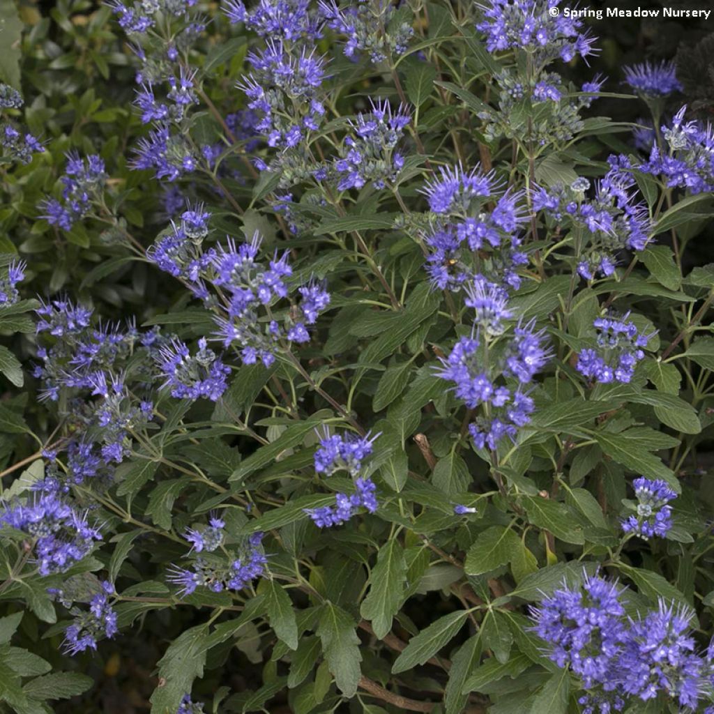 Caryopteris clandonensis Beyond Midnight