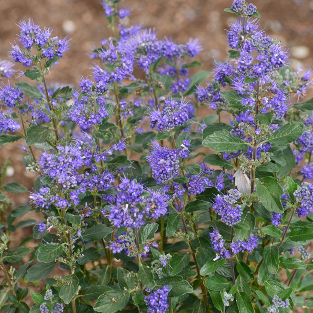 Caryopteris clandonensis Beyond Midnight