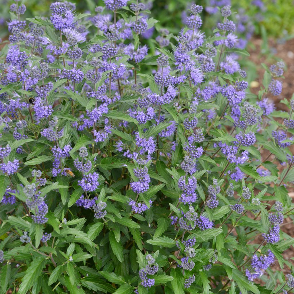 Caryopteris clandonensis Beyond Midnight