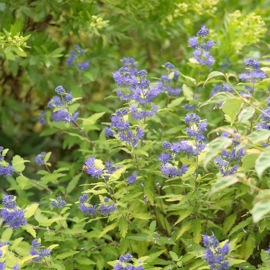 Caryopteris clandonensis Good as Gold