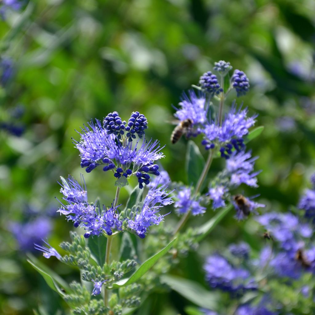 Caryopteris clandonensis Heavenly Blue