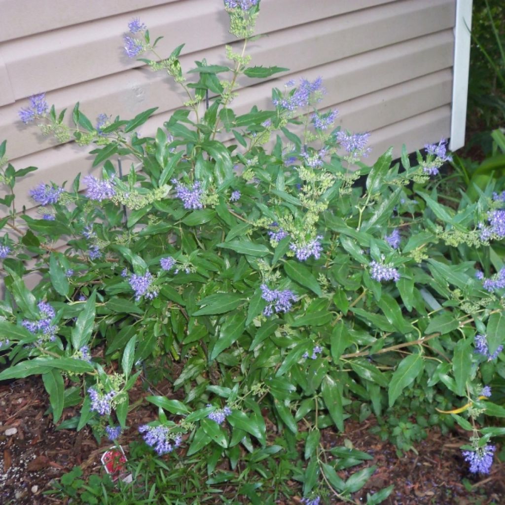 Caryopteris Petit Bleu® - Spirée bleue, Barbe-bleue