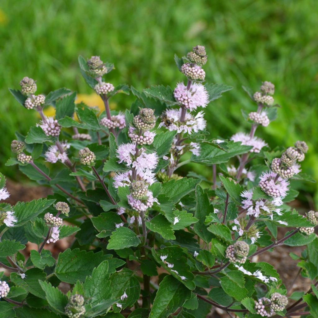 Caryopteris clandonensis Stephi