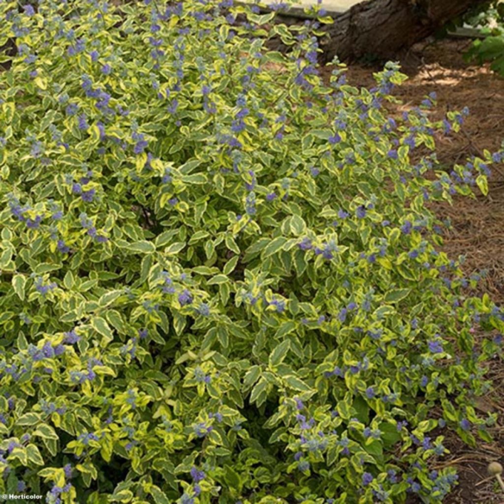 Caryopteris clandonensis Summer Sorbet