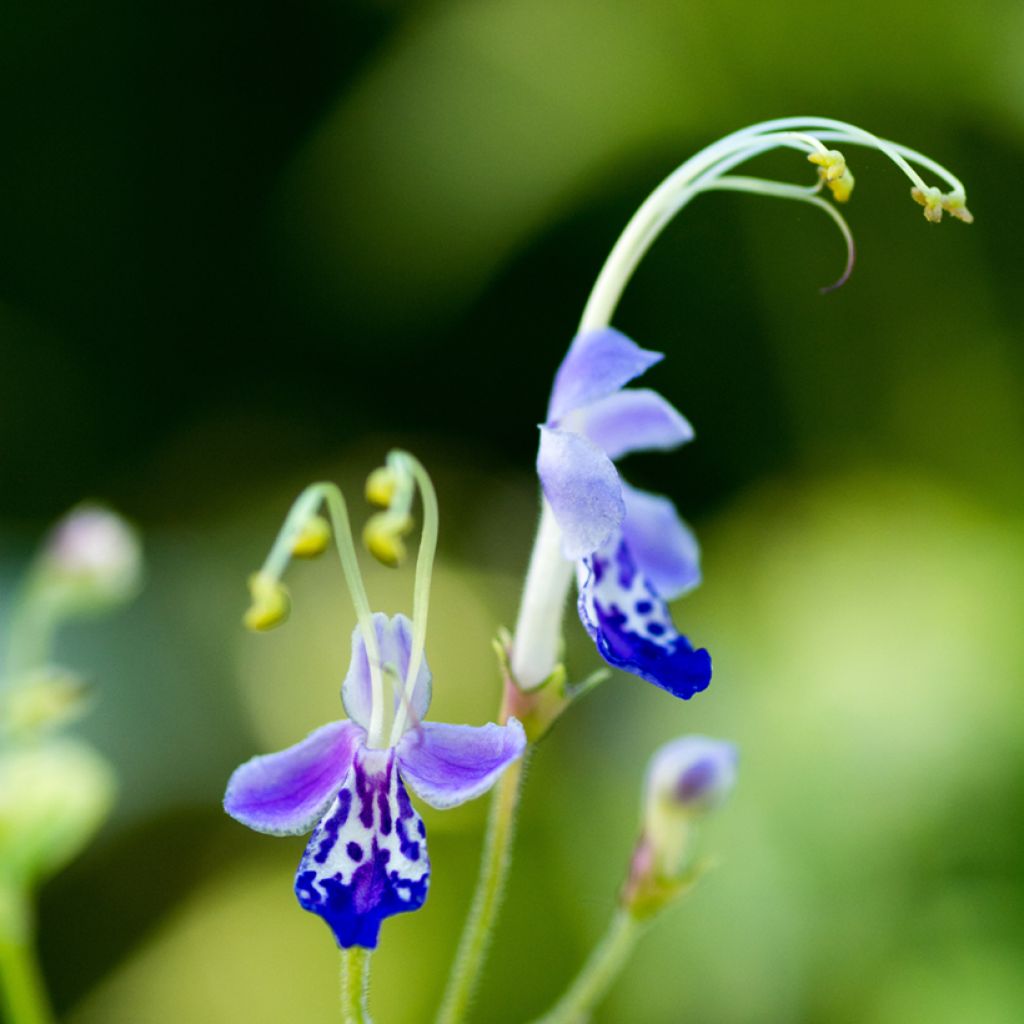 Caryopteris divaricata - Carióptera