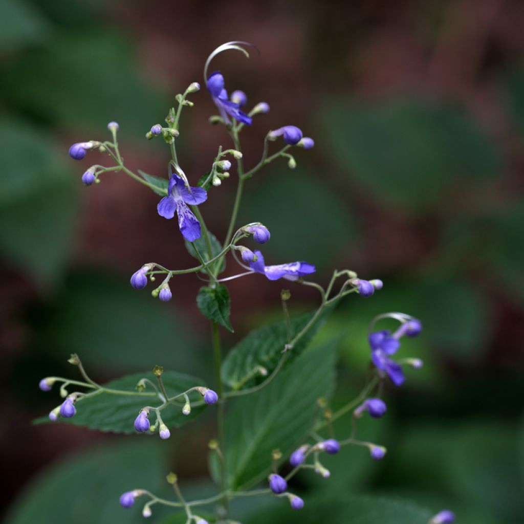 Caryopteris divaricata - Carióptera