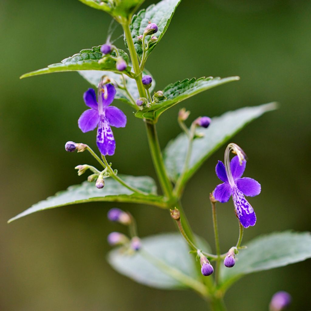 Caryopteris divaricata - Carióptera