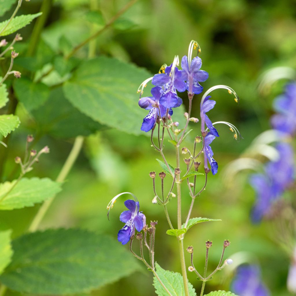 Caryopteris divaricata - Carióptera