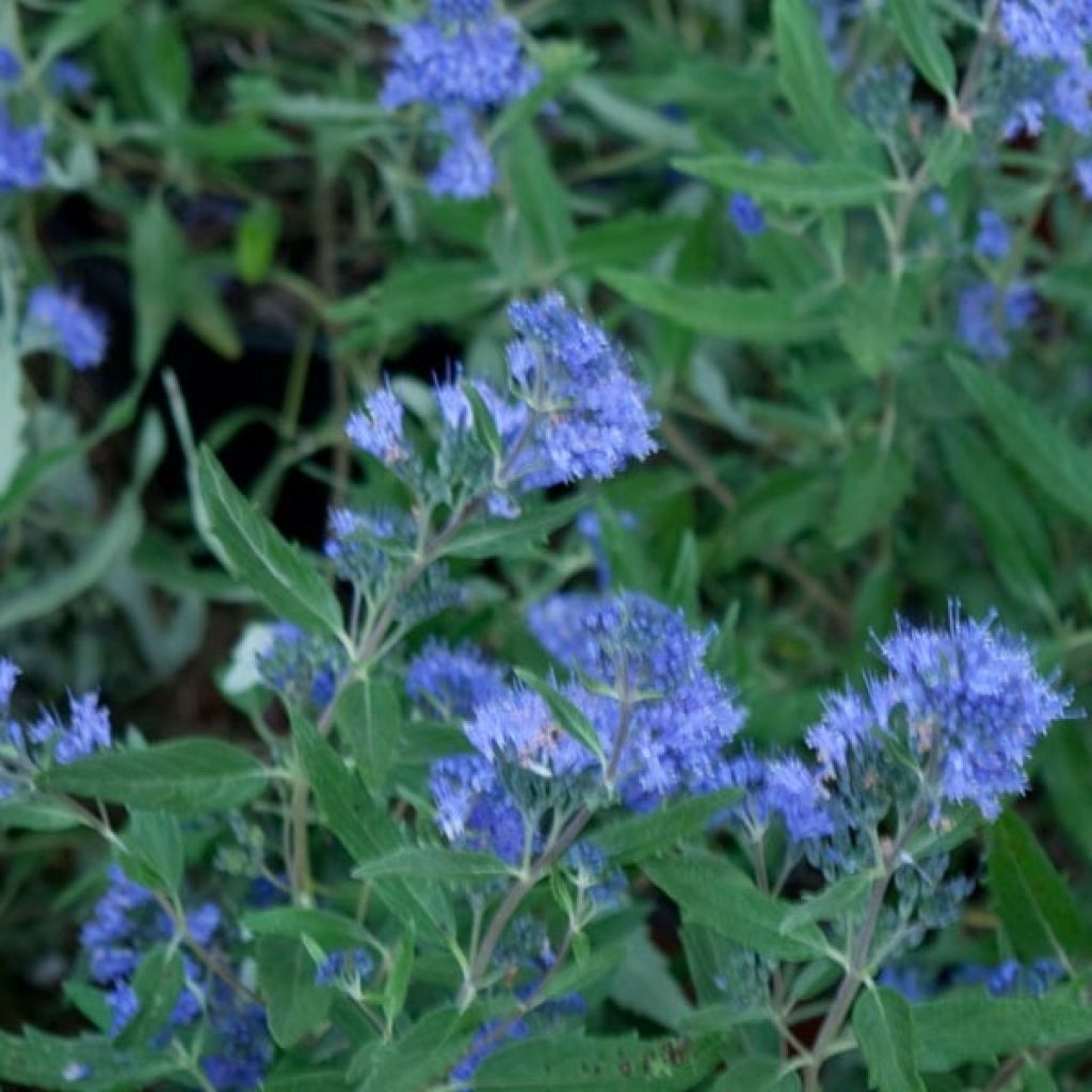 Caryopteris clandonensis Grand Bleu