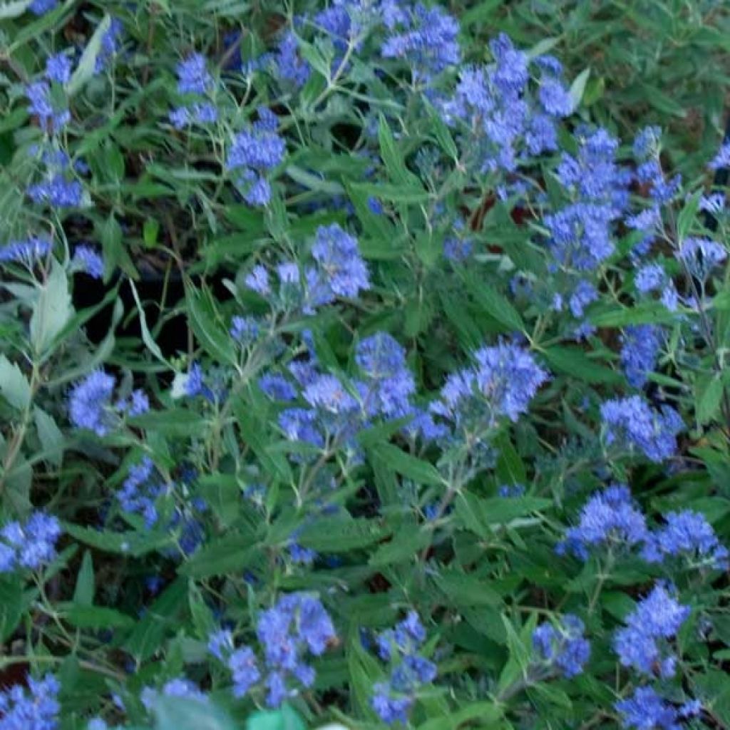 Caryopteris clandonensis Grand Bleu