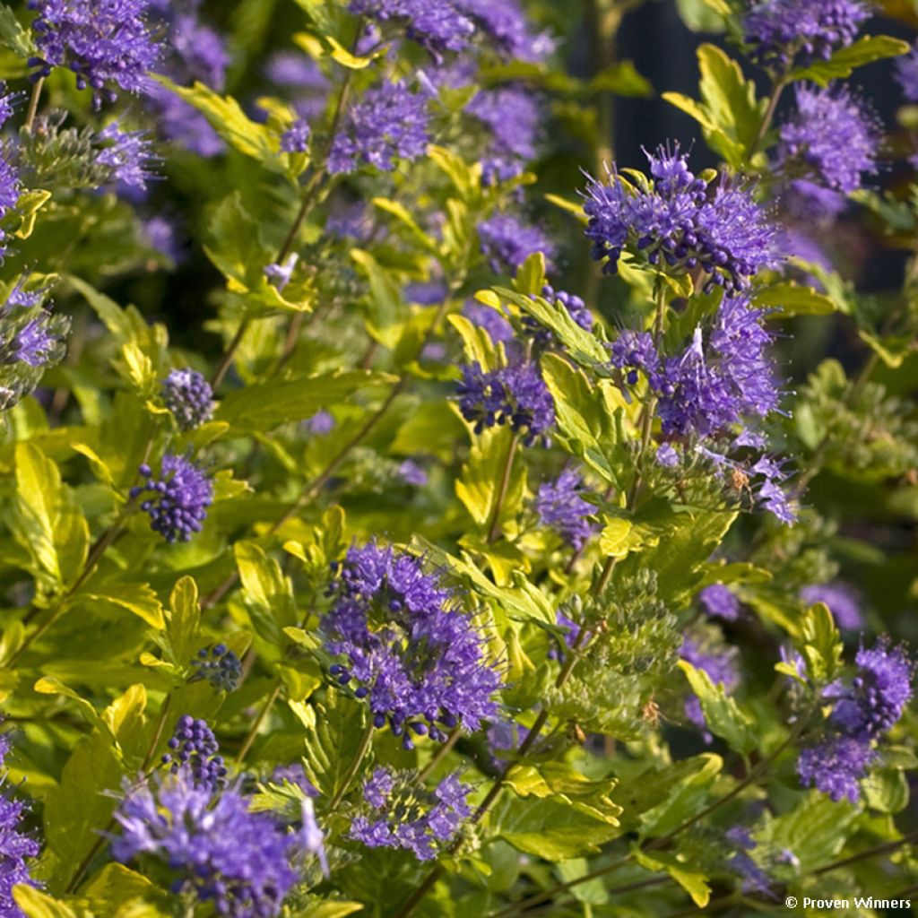 Caryopteris incana Sunny Blue